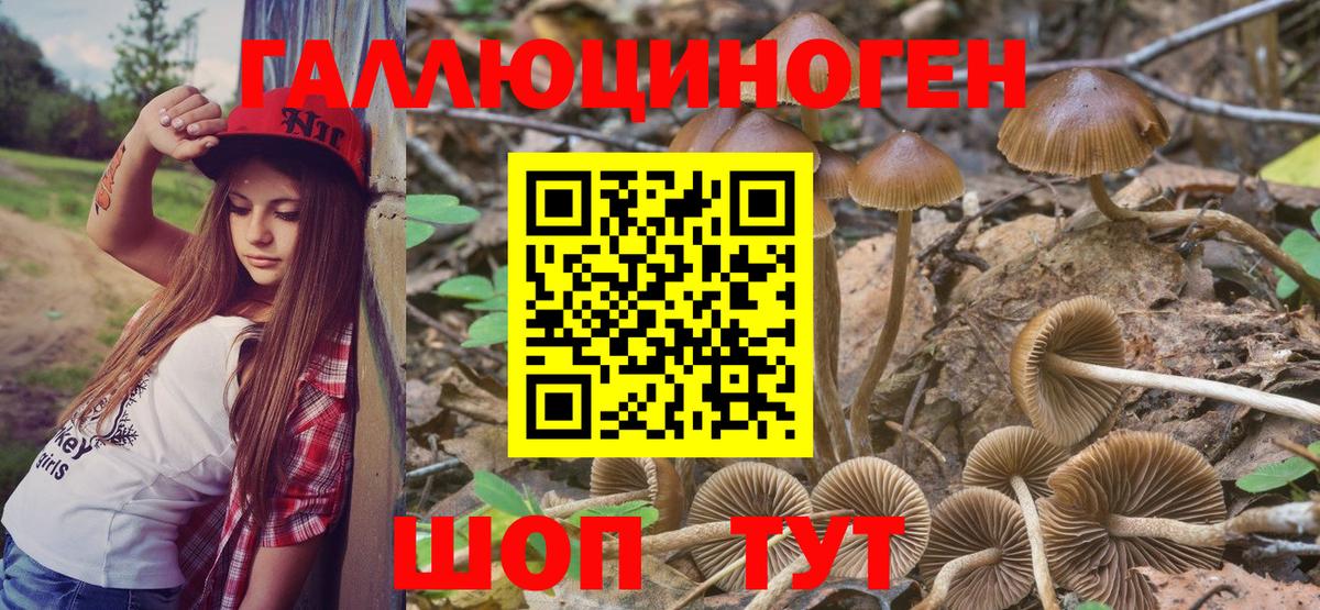 Псилоцибиновые грибы GOLDEN TEACHER  как найти закладки  Новоалександровск  Галлюциногенные грибы Psilocybine cubensis  Вход с VPN 